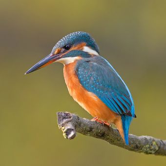 Martin-pêcheur d'Europe (Alcedo atthis)