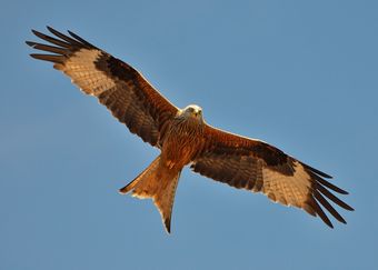 Milan royal (Milvus milvus)
