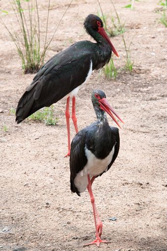 Cigogne noire (Ciconia nigra)