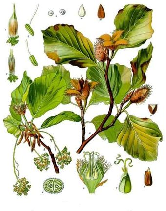 Hêtre commun (Fagus sylvatica)
