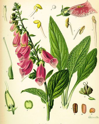 Digitale pourpre (Digitalis purpurea)
