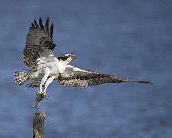 Balbuzard pêcheur (Pandion haliaetus)
