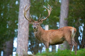 Cerf élaphe (Cervus elaphus)
