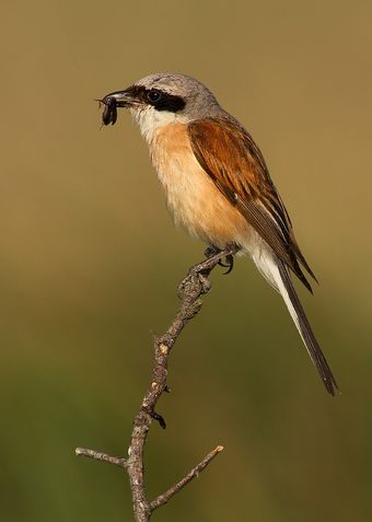 Pie-grièche écorcheur (Lanius collurio)