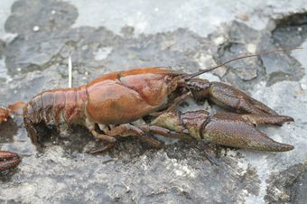 Écrevisse à pieds blancs (Austropotamobius pallipes)