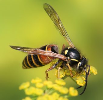 Guêpe rousse (Vespula rufa)