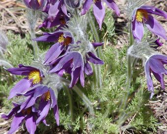 Anémone pulsatille (Pulsatilla vulgaris)