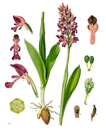 Orchis militaire (Orchis militaris)