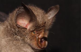 Grand rhinolophe (Rhinolophus ferrumequinum)