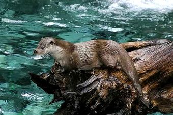 Loutre d'Europe (Lutra lutra)