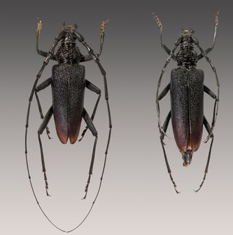 Grand capricorne (Cerambyx cerdo)