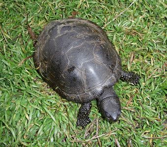 Cistude d'Europe (Emys orbicularis)