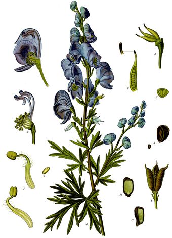 Aconit napel (Aconitum napellus)