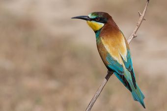 Guêpier d'Europe (Merops apiaster)