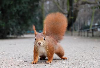 Écureuil roux (Sciurus vulgaris)