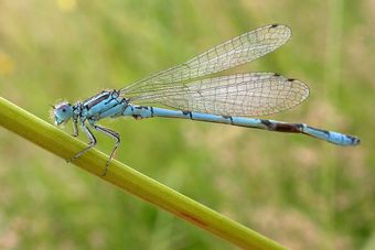 Agrion de Mercure (Coenagrion mercuriale)