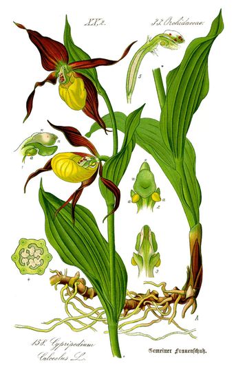 Sabot de Vénus (Cypripedium calceolus)