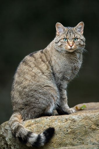 Chat forestier (Felis silvestris)