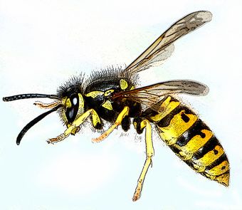 Guêpe poliste (Polistes dominula)