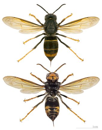 Frelon asiatique (Vespa velutina)