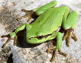 Rainette verte (Hyla arborea)