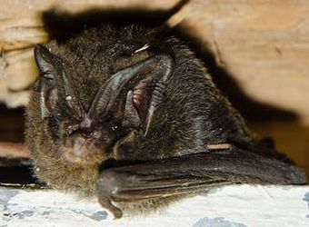 Barbastelle d'Europe (Barbastella barbastellus)