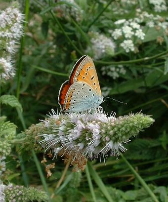Cuivré des marais (Lycaena dispar)