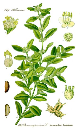 Buis commun (Buxus sempervirens)