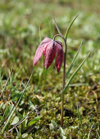 Fritillaire pintade (Fritillaria meleagris)