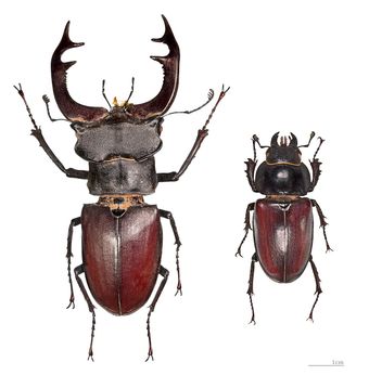 Lucane cerf-volant (Lucanus cervus)