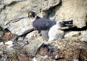 Faucon pèlerin (Falco peregrinus)