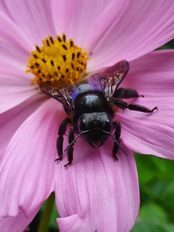 Xylocope violet (Xylocopa violacea)