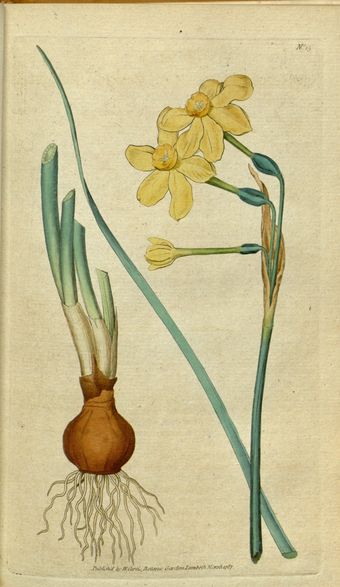 Jonquille (Narcissus pseudonarcissus)