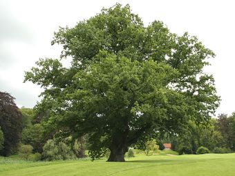 Chêne pédonculé (Quercus robur)