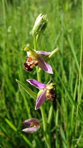 Ophrys abeille (Ophrys apifera)