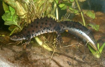 Triton crêté (Triturus cristatus)