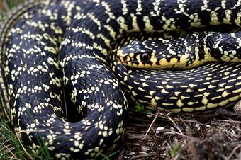 Couleuvre verte et jaune (Hierophis viridiflavus)