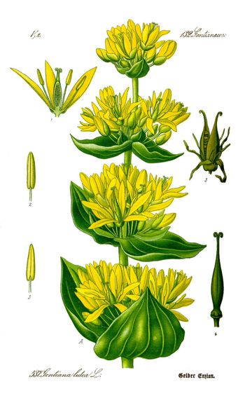 Gentiane jaune (Gentiana lutea)