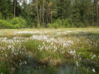 Linaigrette à feuilles étroites (Eriophorum angustifolium)