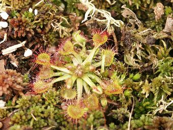 Rossolis à feuilles rondes (Drosera rotundifolia)