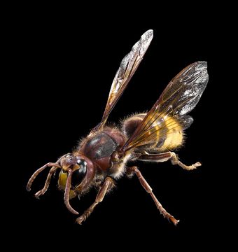Frelon européen (Vespa crabro)