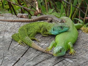 Lézard vert occidental (Lacerta bilineata)